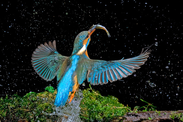 Hans-Joachim Schaffhäuser, Eisvogel austauchend